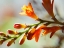 Picture of OPEN SUNSHINE II