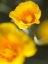 Picture of CALIFORNIA POPPY I