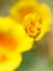 Picture of CALIFORNIA POPPY III