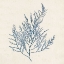 Picture of INDIGO ALGAE I
