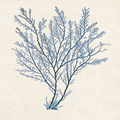 Picture of INDIGO ALGAE II