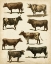 Picture of ANTIQUE COW CHART