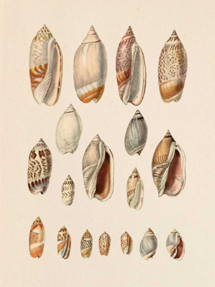 Picture of CONE SHELL DISPLAY I