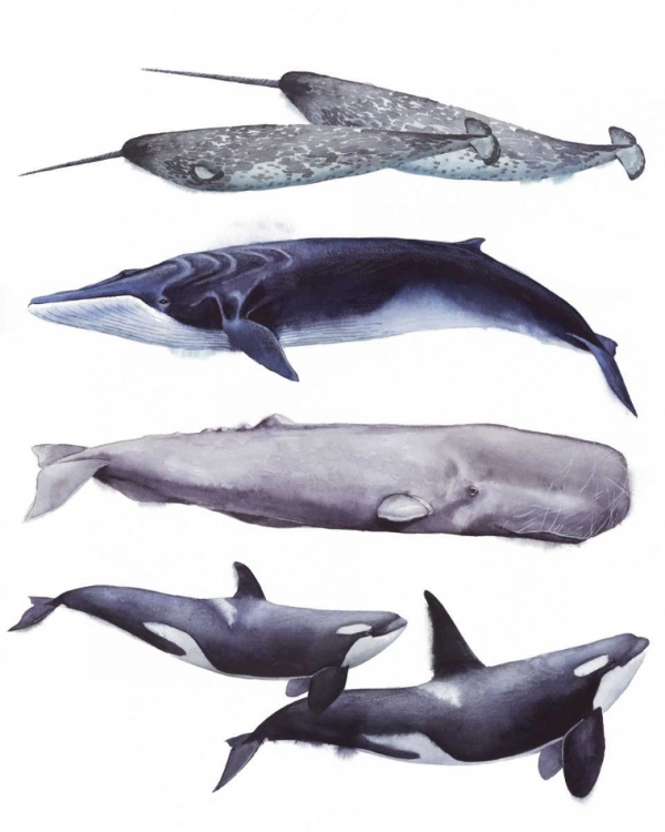 Picture of WHALE STACK II