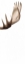 Picture of TRIPTYCH MOOSE III