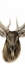 Picture of TRIPTYCH ELK II