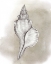 Picture of SHELL DIAGRAM I