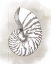 Picture of SHELL DIAGRAM III