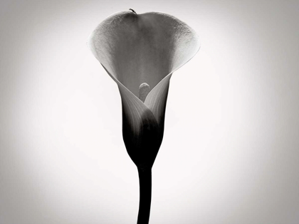 Picture of CALLA LILY STUDIES I