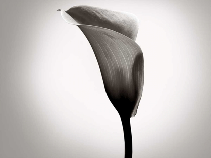 Picture of CALLA LILY STUDIES II