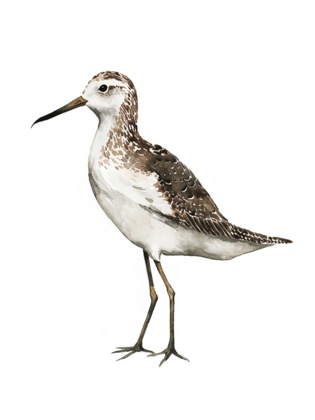 Picture of SEA BIRD VI
