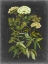 Picture of BOOKPLATE FLORAL I