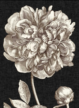 Picture of DRAMATIC PEONY I