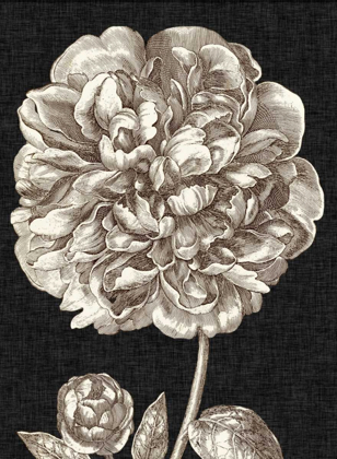 Picture of DRAMATIC PEONY II