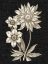 Picture of DRAMATIC CHINTZ I