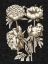 Picture of DRAMATIC CHINTZ II