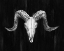 Picture of RUSTIC RAM MOUNT I