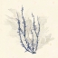 Picture of VIVID ALGAE III