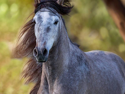 Picture of HORSE IN THE FIELD I