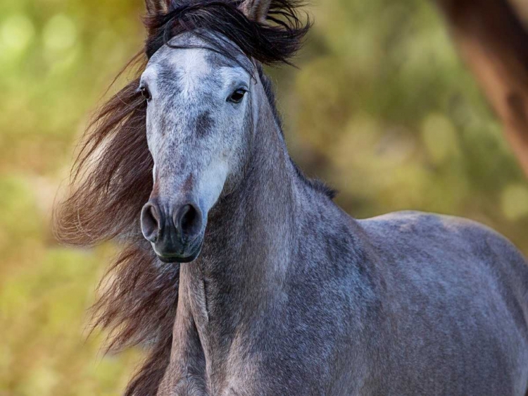 Picture of HORSE IN THE FIELD I