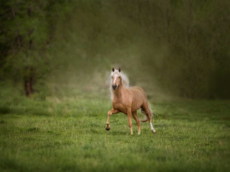 Picture of HORSE IN THE FIELD II