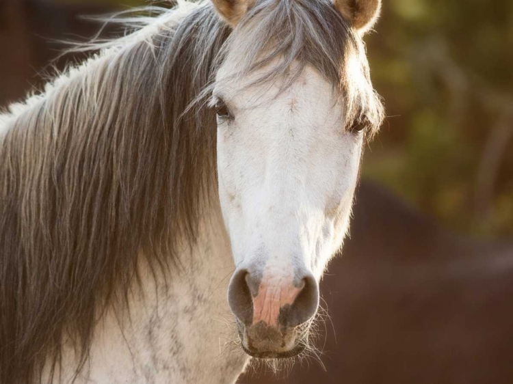 Picture of HORSE IN THE FIELD IV