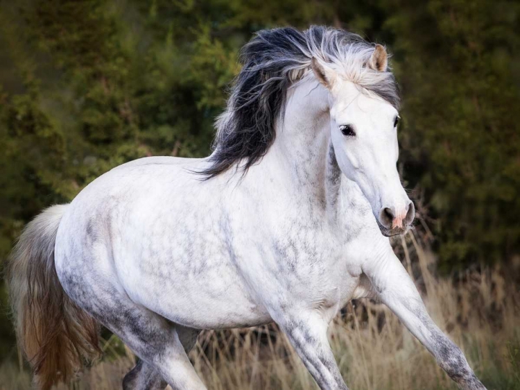 Picture of HORSE IN THE FIELD V