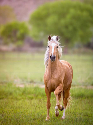 Picture of HORSE IN THE FIELD VI