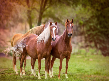 Picture of HORSES IN THE FIELD I