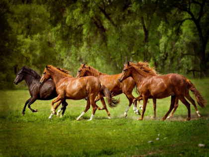 Picture of HORSES IN THE FIELD III