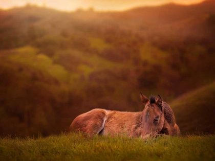 Picture of FOAL IN THE FIELD I