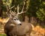 Picture of DEER WATCH II