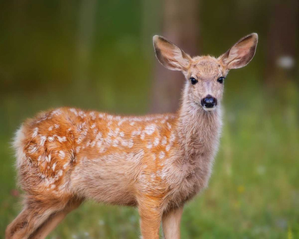 Picture of DEER WATCH III