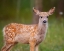 Picture of DEER WATCH III