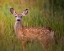 Picture of DEER WATCH IV
