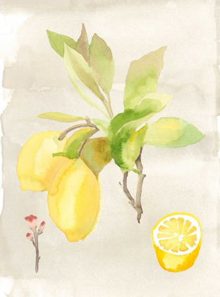 Picture of WATERCOLOR FRUIT II