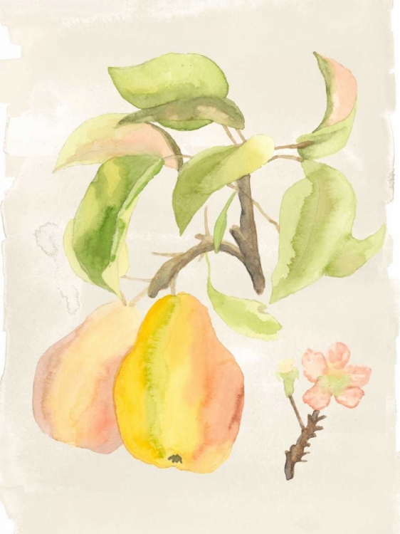 Picture of WATERCOLOR FRUIT III