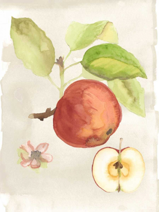 Picture of WATERCOLOR FRUIT IV