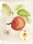 Picture of WATERCOLOR FRUIT IV