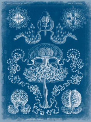 Picture of MARINE BLUEPRINT IV
