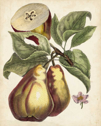 Picture of ANTIQUE PEAR STUDY I