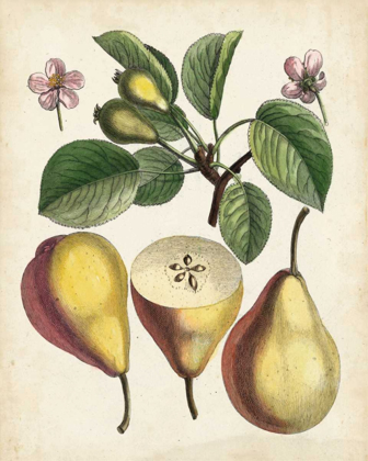 Picture of ANTIQUE PEAR STUDY II