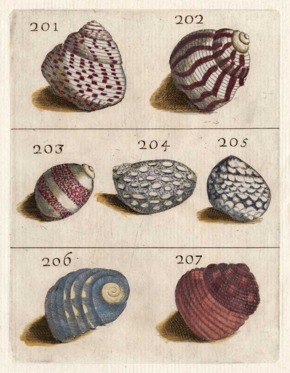 Picture of SHELL COLLECTION II