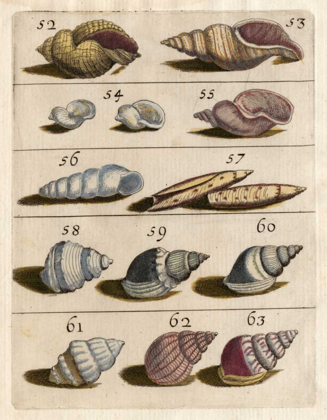 Picture of SHELL COLLECTION III