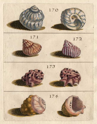 Picture of SHELL COLLECTION IV