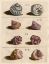 Picture of SHELL COLLECTION IV