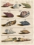 Picture of SHELL COLLECTION V