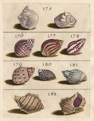 Picture of SHELL COLLECTION VI