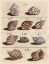 Picture of SHELL COLLECTION VI