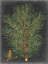 Picture of DRAMATIC PINE II